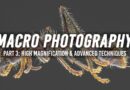 Macro Photography | Part 3: High Magnification and Advanced Techniques
