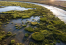Google announces local wetland restoration and research partnership in Mountain View